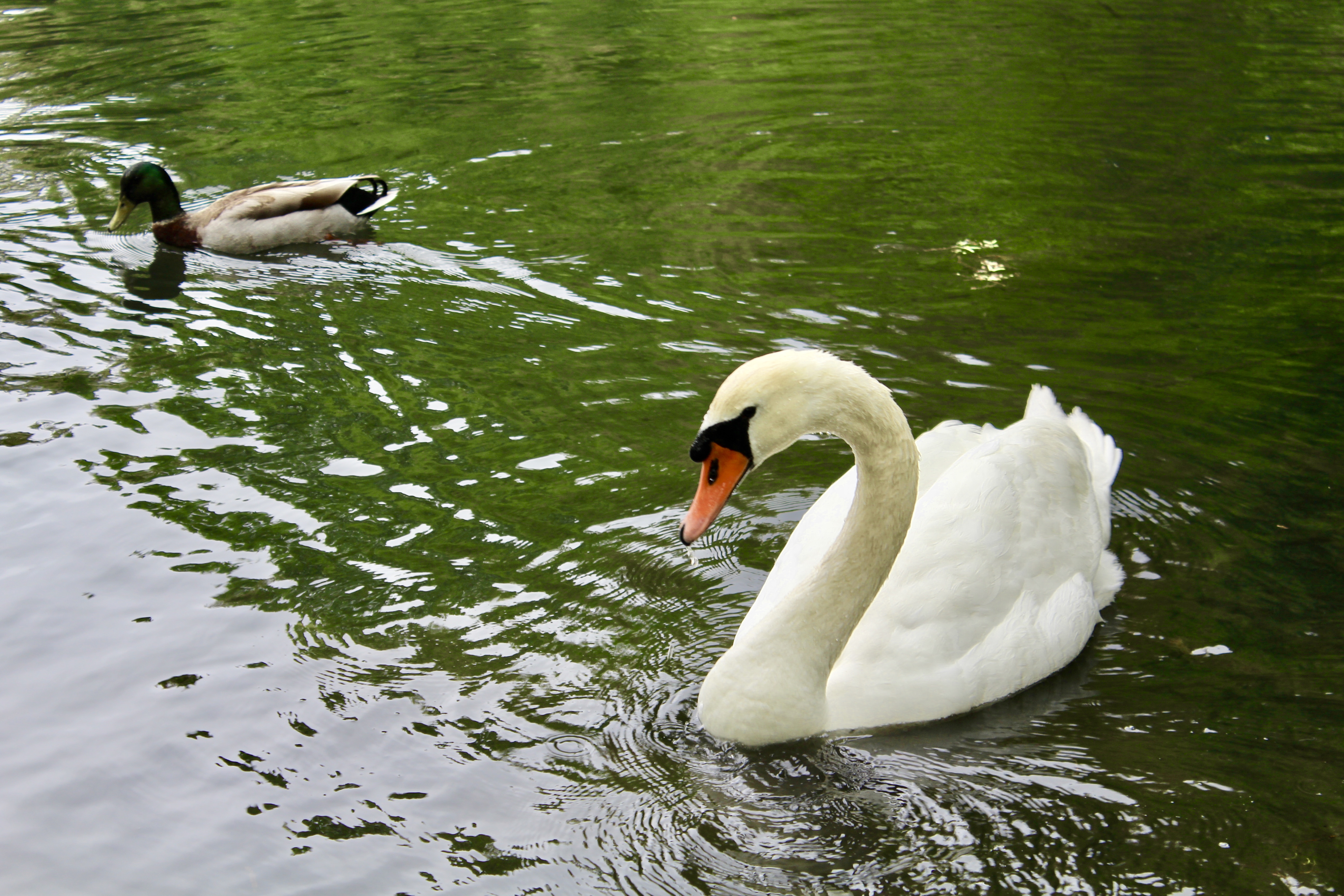 Gratitude - applesandadventuresblog