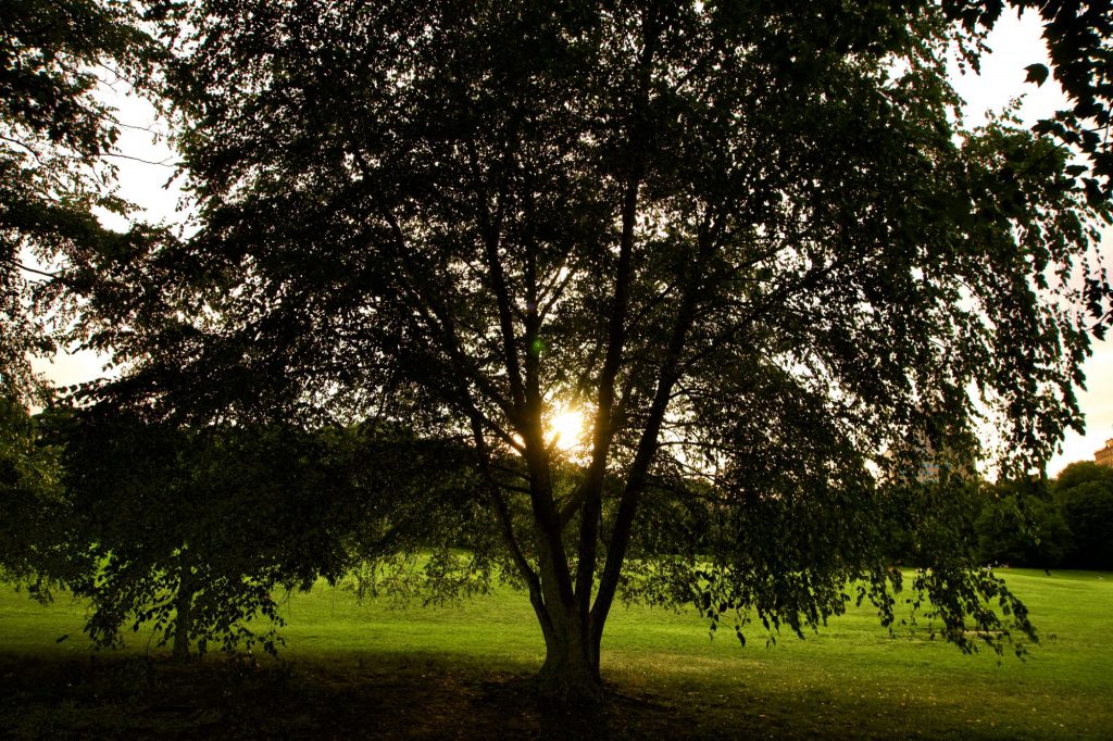 How to be Present in Nature Part II: Observe the&nbsp;Trees