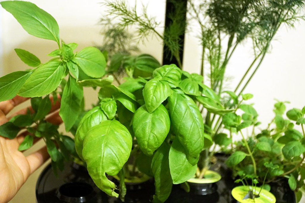 Let’s Grow: My Intro to 5 Common&nbsp;Herbs