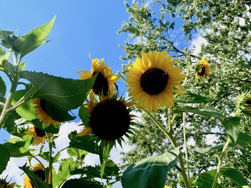 Show the World Your Light This Leo&nbsp;Season!