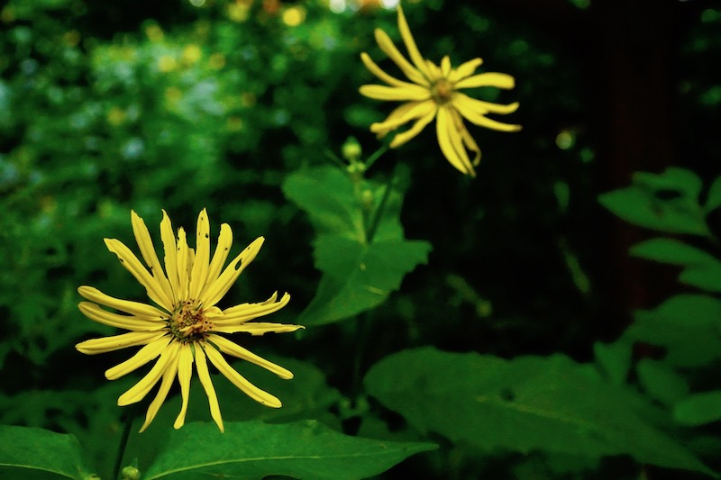 Let’s Talk Health Care and Herbs: I’m a Holistic&nbsp;Nutritionist!