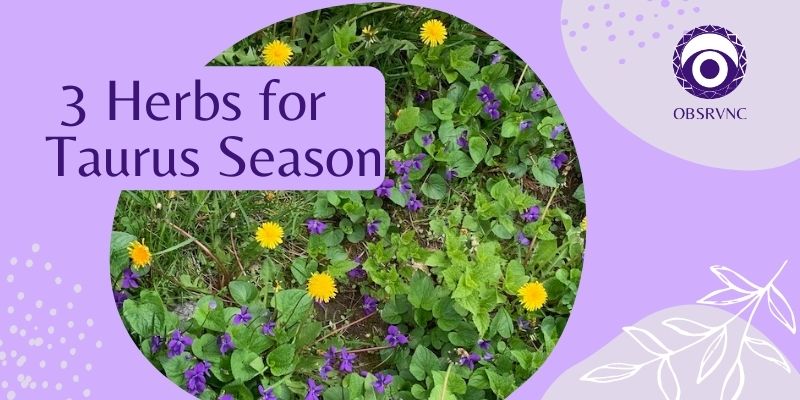 Call in Love and Self-Healing with These 3 Herbs for Taurus&nbsp;Season