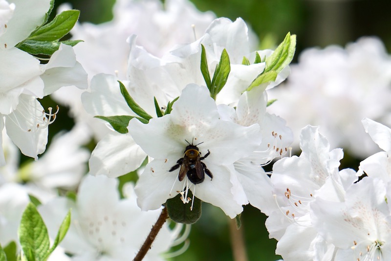 Flower Blooms Bring&nbsp;Bees