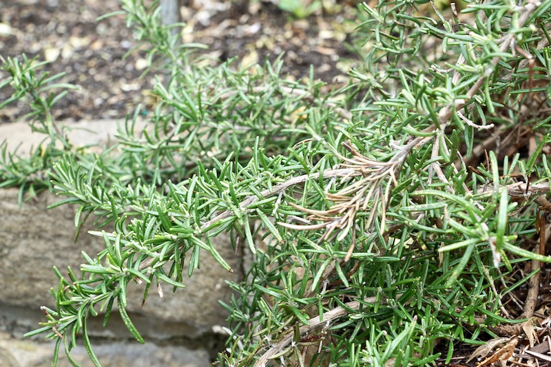 Use Mercury-Ruled Herbs to Support Your Mind and Nervous&nbsp;System