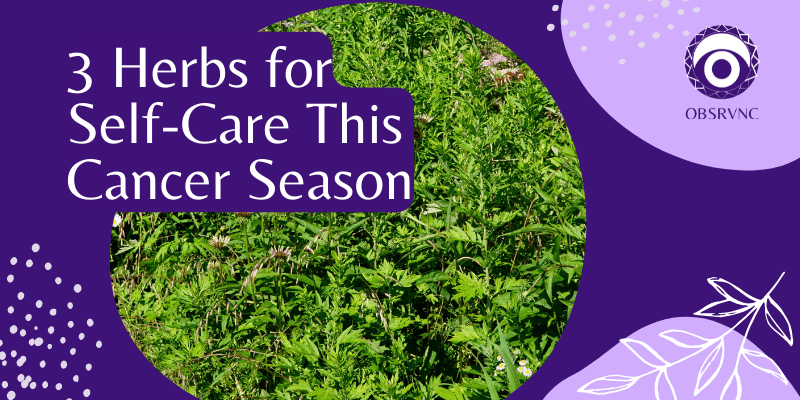 3 Herbs for Self-Care This Cancer&nbsp;Season