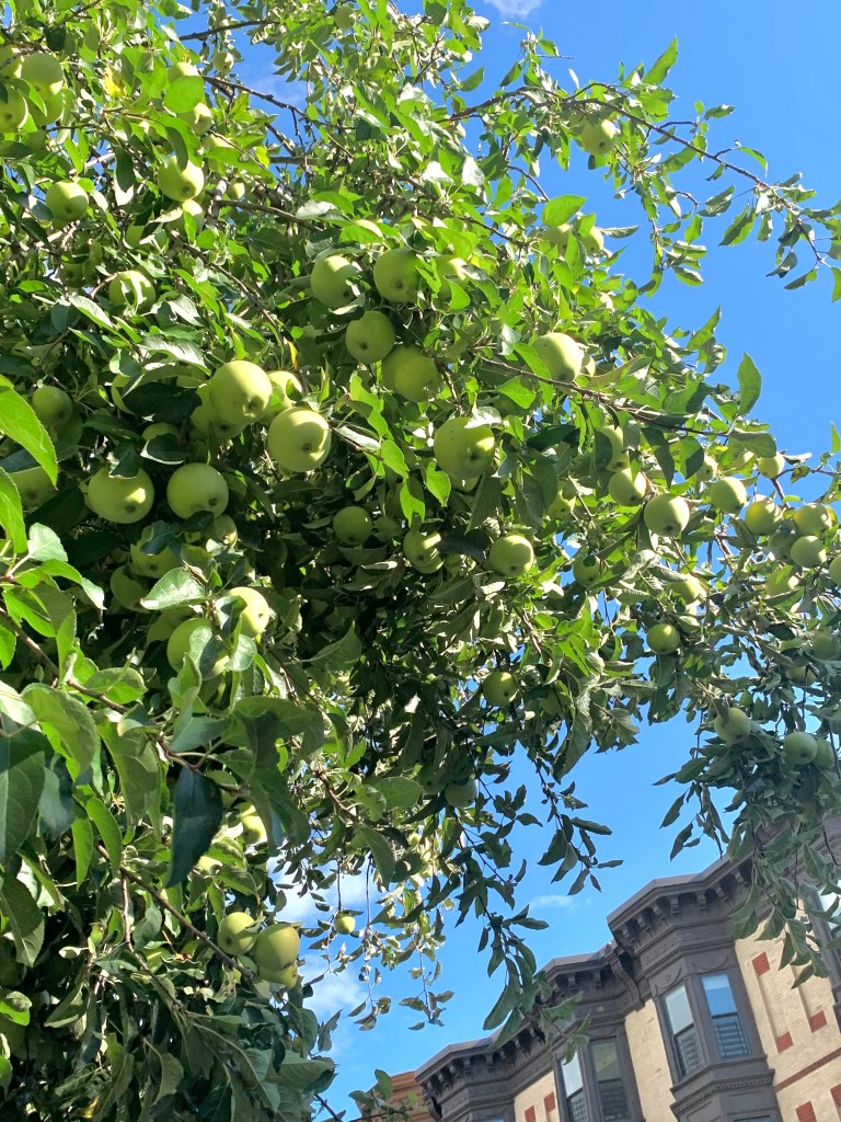 apple tree in Brooklyn, NY