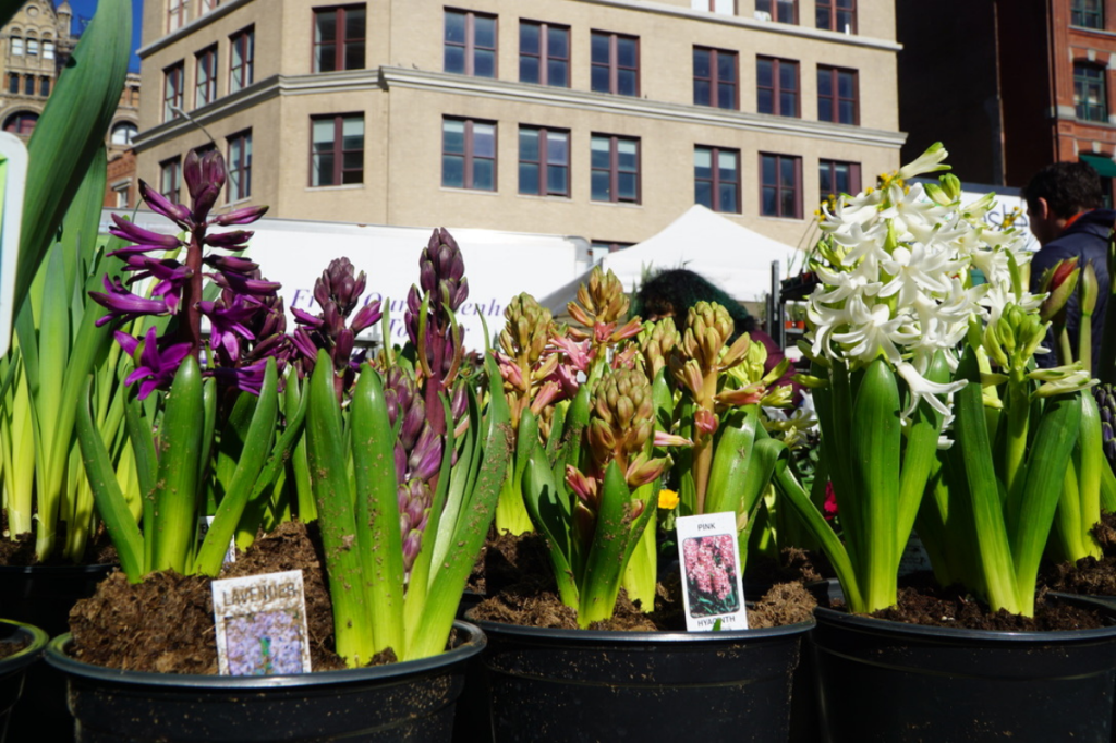 Glimmers of Hope: Spring is Upon Us